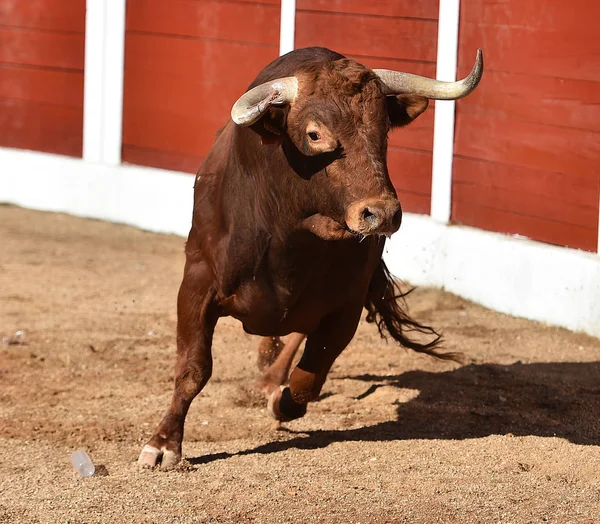 Stier Uitgevoerd Spanje — Stockfoto