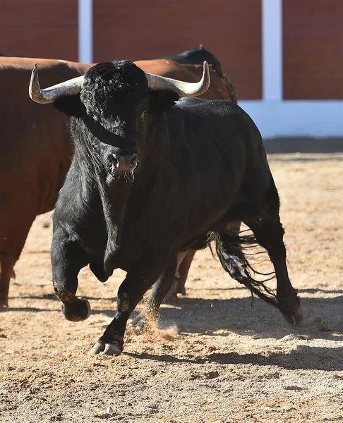 Taureau Courir Espagne — Photo