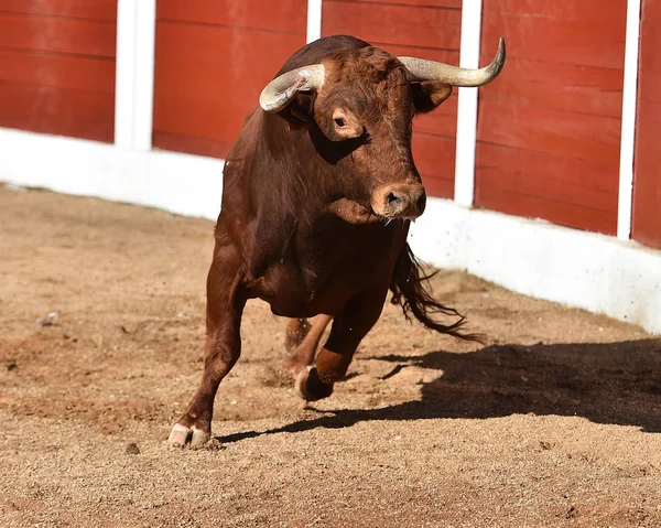 Stier Uitgevoerd Spanje — Stockfoto