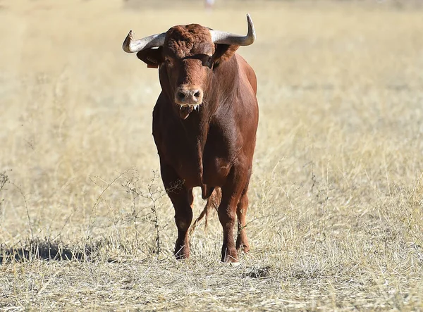 Bull Hiszpanii — Zdjęcie stockowe