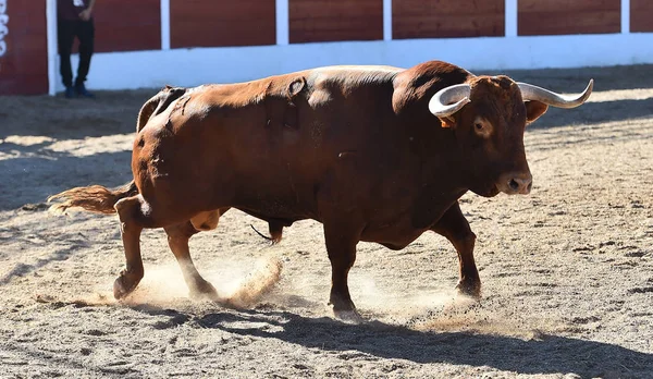 スペインで実行している雄牛 — ストック写真
