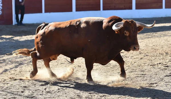 Bull Hiszpanii — Zdjęcie stockowe