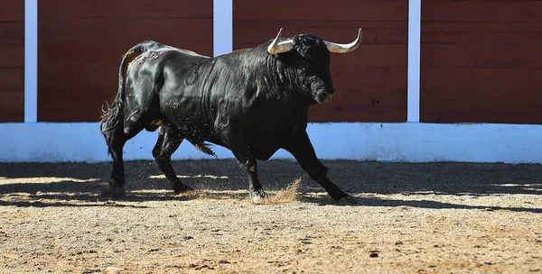 Toro Che Corre Spagna — Foto Stock