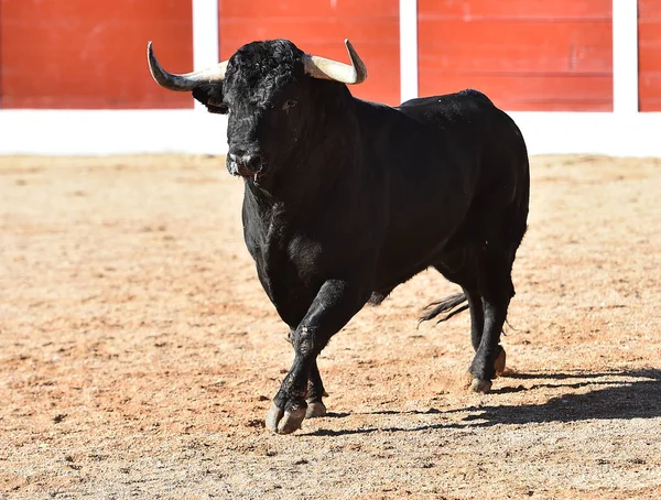 Toro Corriendo España — Foto de Stock