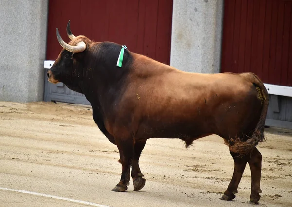 Stierengevecht Spanje Met Grote Stier — Stockfoto