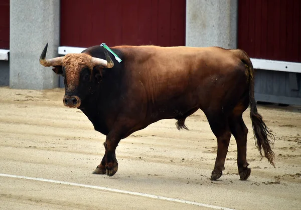 Corridas Toros España Con Gran Toro — Foto de Stock