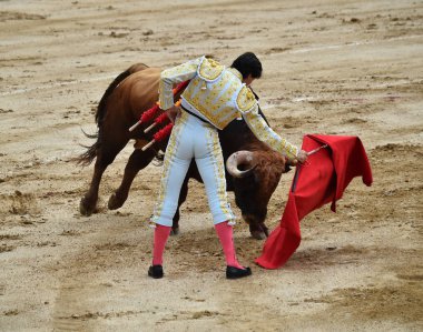büyük boğa ile İspanya boğa güreşi