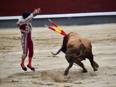 büyük boğa ile İspanya boğa güreşi