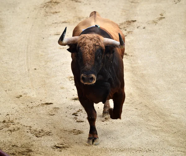 Tourada Espanha Com Grande Touro — Fotografia de Stock