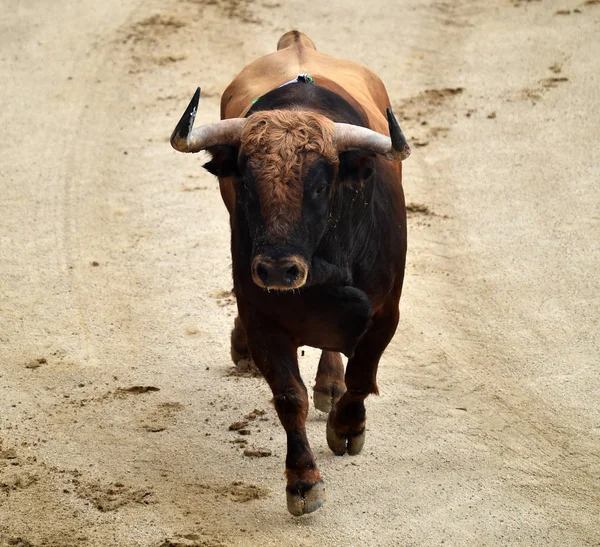 Stierkampf Spanien Mit Großem Stier — Stockfoto