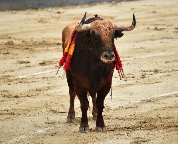 Corridas Toros España Con Gran Toro — Foto de Stock