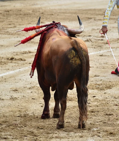 Býčí Zápasy Španělsku Velkými Bull — Stock fotografie