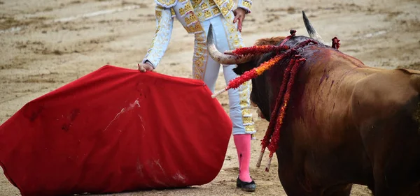 斗牛在西班牙与公牛 — 图库照片