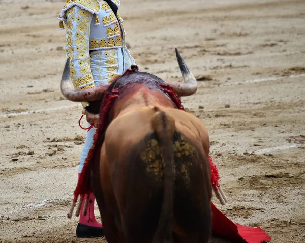 Toros España Con Toros — Foto de Stock