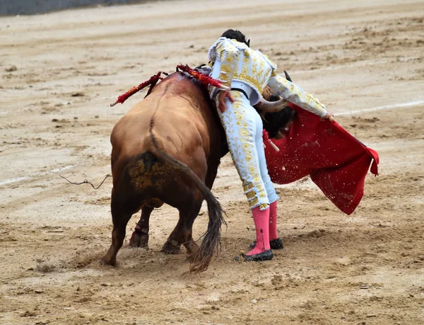 ブルとスペインの闘牛 — ストック写真