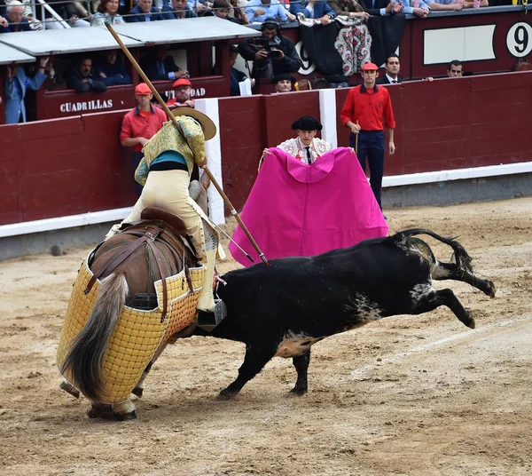 Toros España Con Toros —  Fotos de Stock