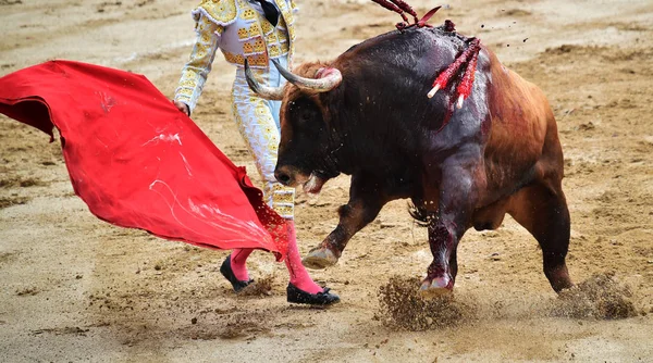 Tauromachie Espagne Avec Taureau — Photo