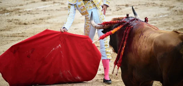 ブルとスペインの闘牛 — ストック写真
