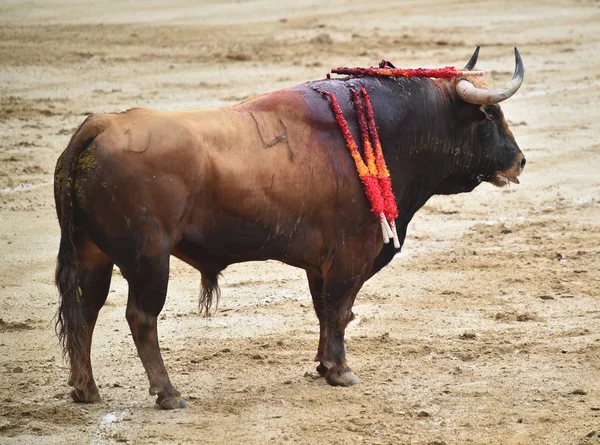 Bullfighting Espanha Com Touro — Fotografia de Stock