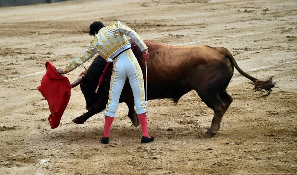 Коррида Испании Большим Быком — стоковое фото
