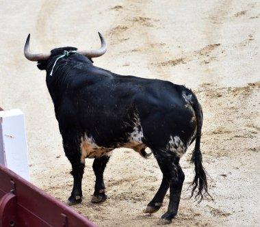 büyük boğa ile İspanya boğa güreşi