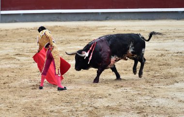 büyük boğa ile İspanya boğa güreşi