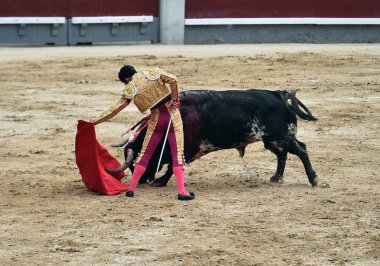 büyük boğa ile İspanya boğa güreşi