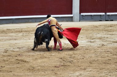 büyük boğa ile İspanya boğa güreşi