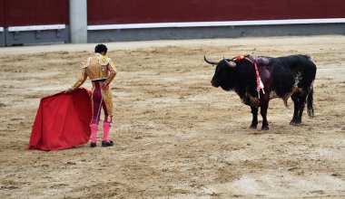 büyük boğa ile İspanya boğa güreşi
