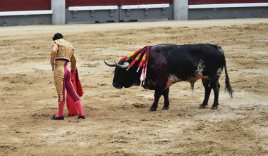 Boğa ile İspanya boğa güreşi