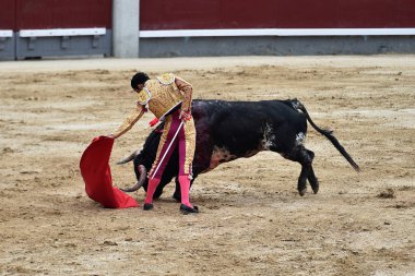 Boğa ile İspanya boğa güreşi