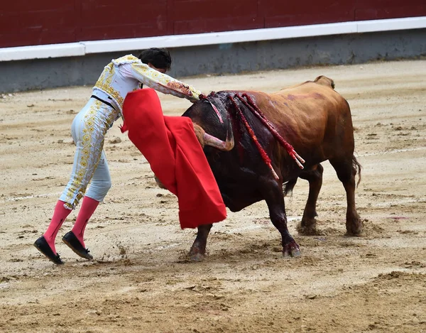 Toreo España Con Gran Toro —  Fotos de Stock