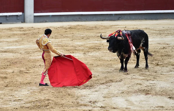 Tjurfäktning Spanien Med Stor Tjur — Stockfoto