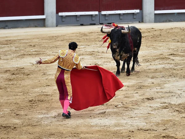 Tjurfäktning Spanien Med Stor Tjur — Stockfoto