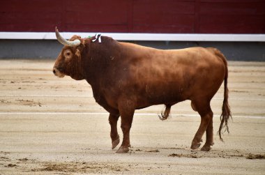 büyük boğa ile İspanya boğa güreşi