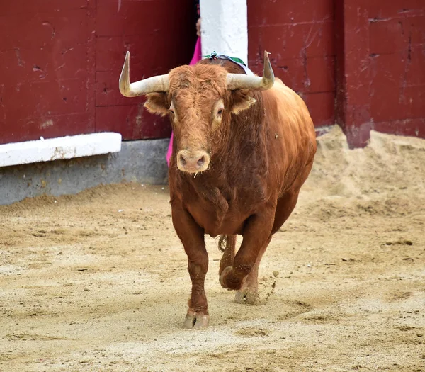 Bullfighting Espanha Com Grande Touro — Fotografia de Stock