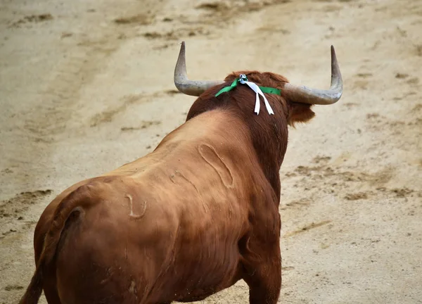 Stierenvechten Spanje Met Grote Stier — Stockfoto