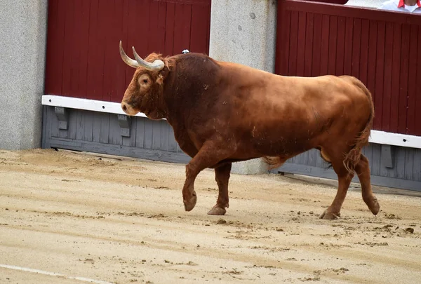 Stierkampf Spanien Mit Großem Stier — Stockfoto