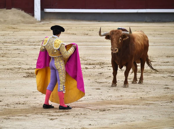 Бичачий Бій Іспанії Великим Биком — стокове фото