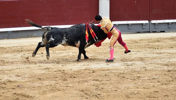 Tauromachie Espagne Avec Gros Taureau — Photo