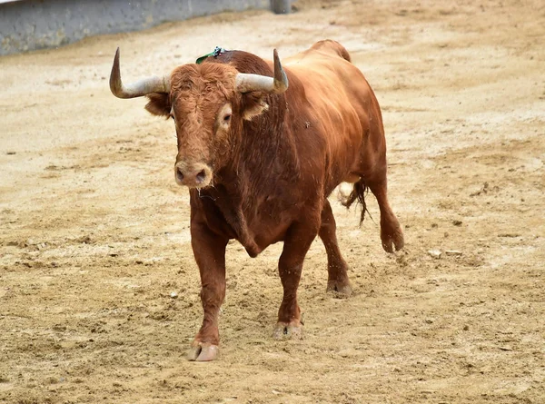 Bullfighting Espanha Com Grande Touro — Fotografia de Stock