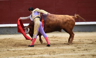 büyük boğa ile İspanya boğa güreşi
