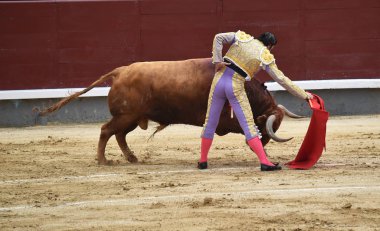 büyük boğa ile İspanya boğa güreşi
