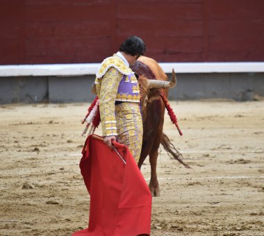 büyük boğa ile İspanya boğa güreşi