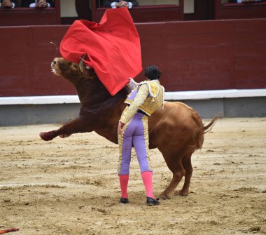 büyük boğa ile İspanya boğa güreşi