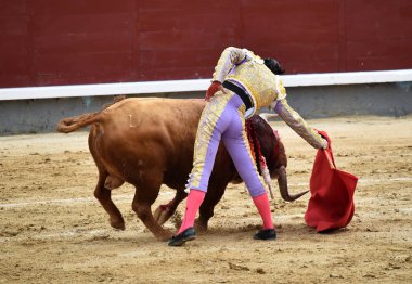 bullring İspanyol boğa