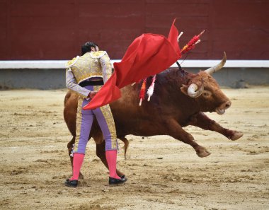 bullring İspanyol boğa