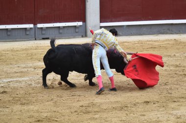 bullring İspanyol boğa