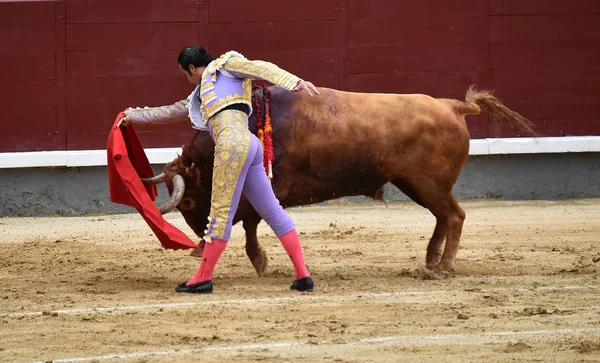 büyük boğa ile İspanya boğa güreşi