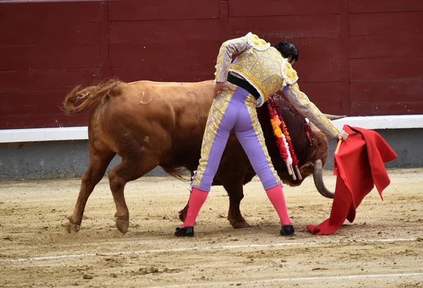 Toreo España Con Gran Toro —  Fotos de Stock